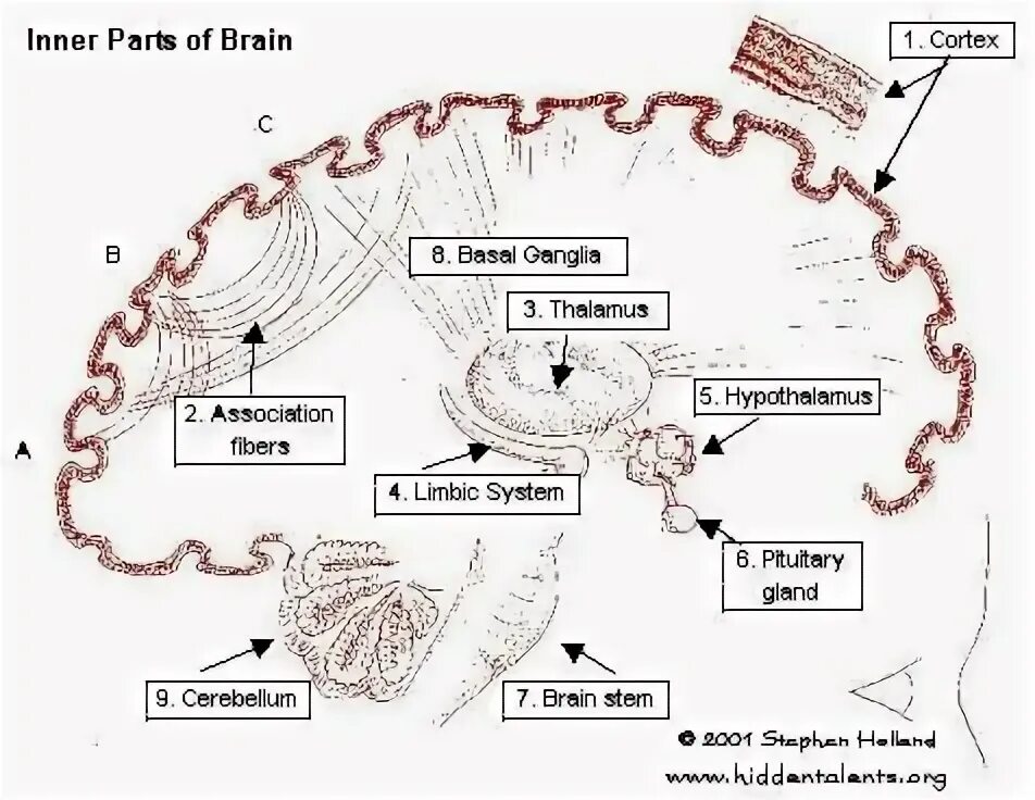 Brain 103