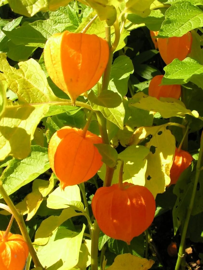 Помидоры физалис фото Here Are the Best Ways to Store Produce Summer vegetable, Vegetables, Tomato sal
