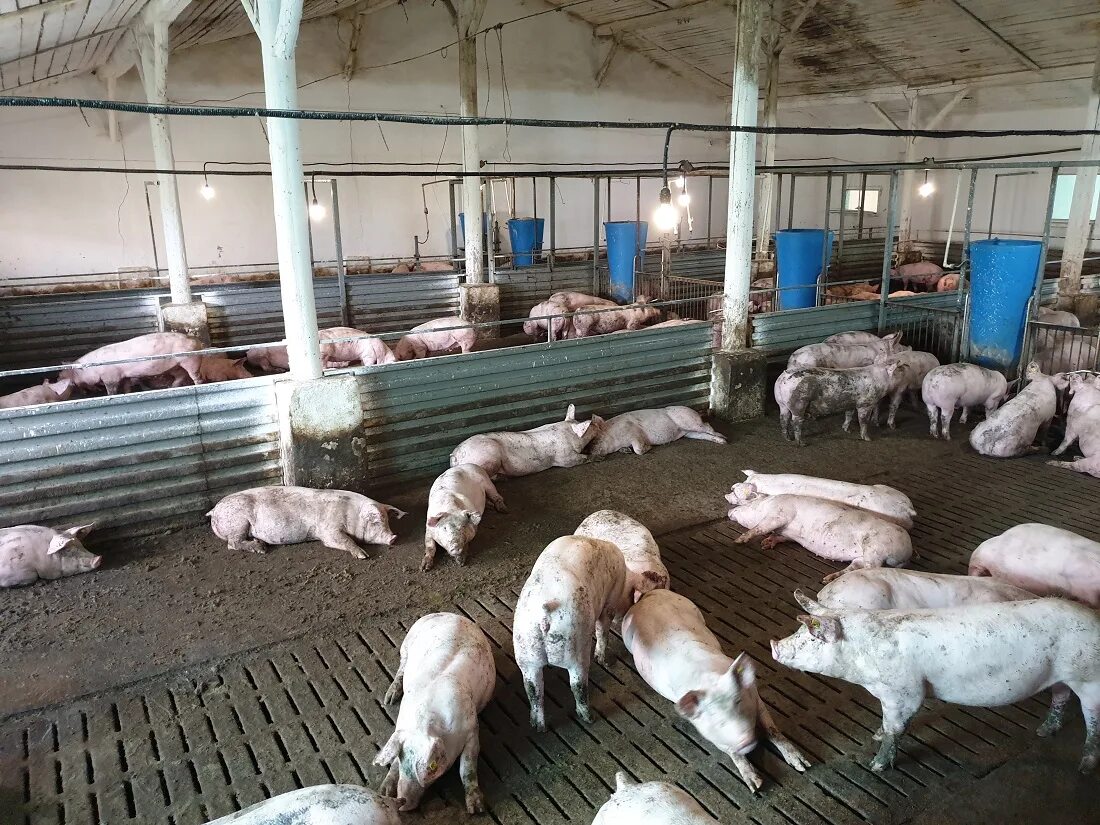Как вырастить свиней. Свиньи на ферме. Разведение свиней. Цех доращивания поросят. Секции доращивания свиноводство.