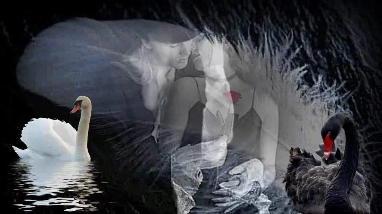 пара лебедей. влюбленные лебеди. лебеди в ночном пруду. любовь и лебеди. парящий лебедь.
