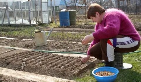 Огородничество 217