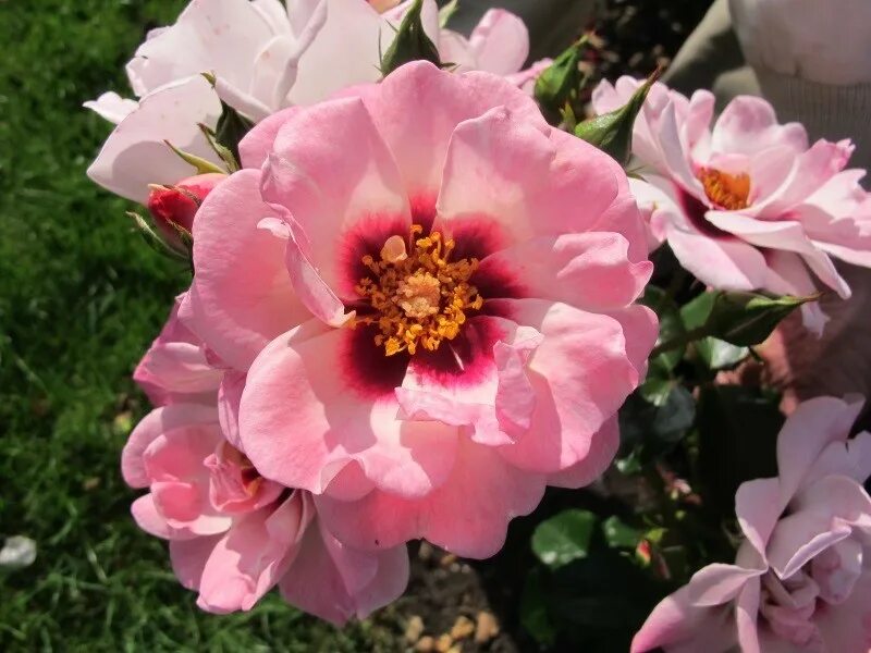 Энджел айс. Гибриды Гультемии персидской розы.