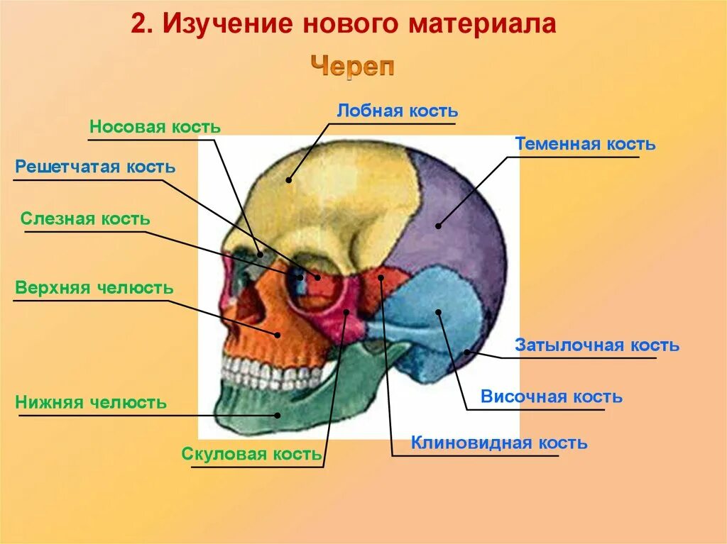 Клиновидная и решетчатая кости черепа. Теменная кость кость кость. Клиновидная и лобная кость черепа. Клиновидная и решетчатая кость.