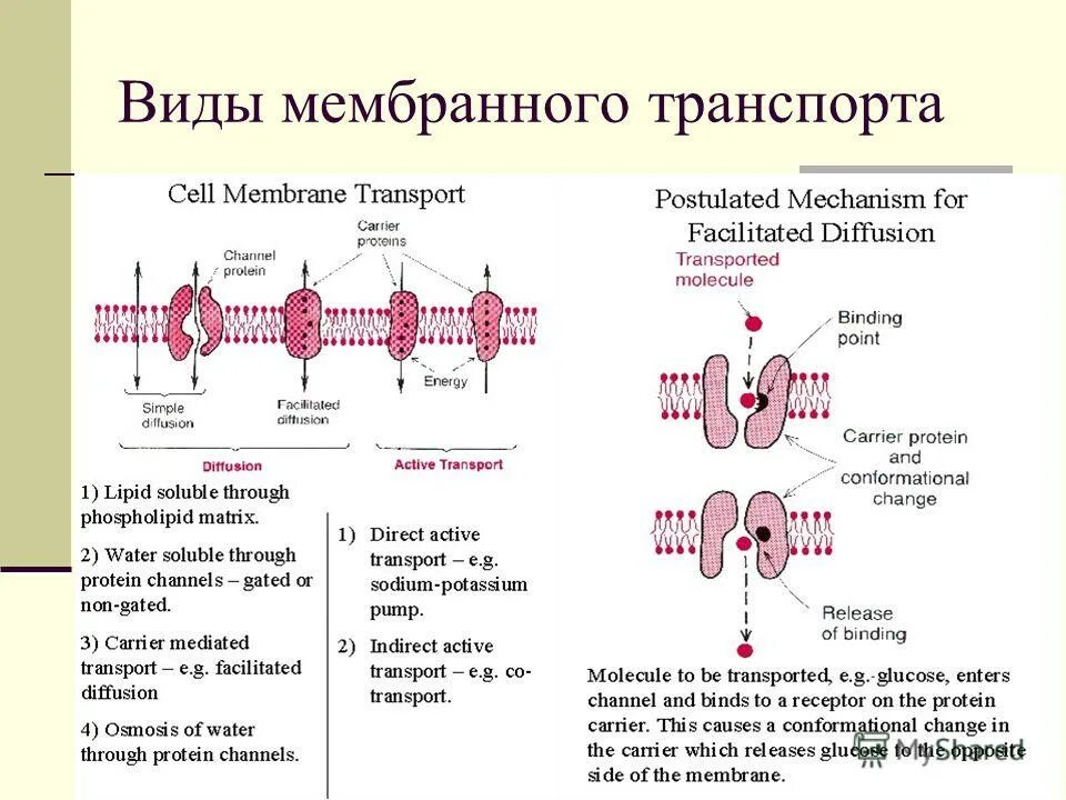 Какой вид мембранного транспорта показан на рисунке