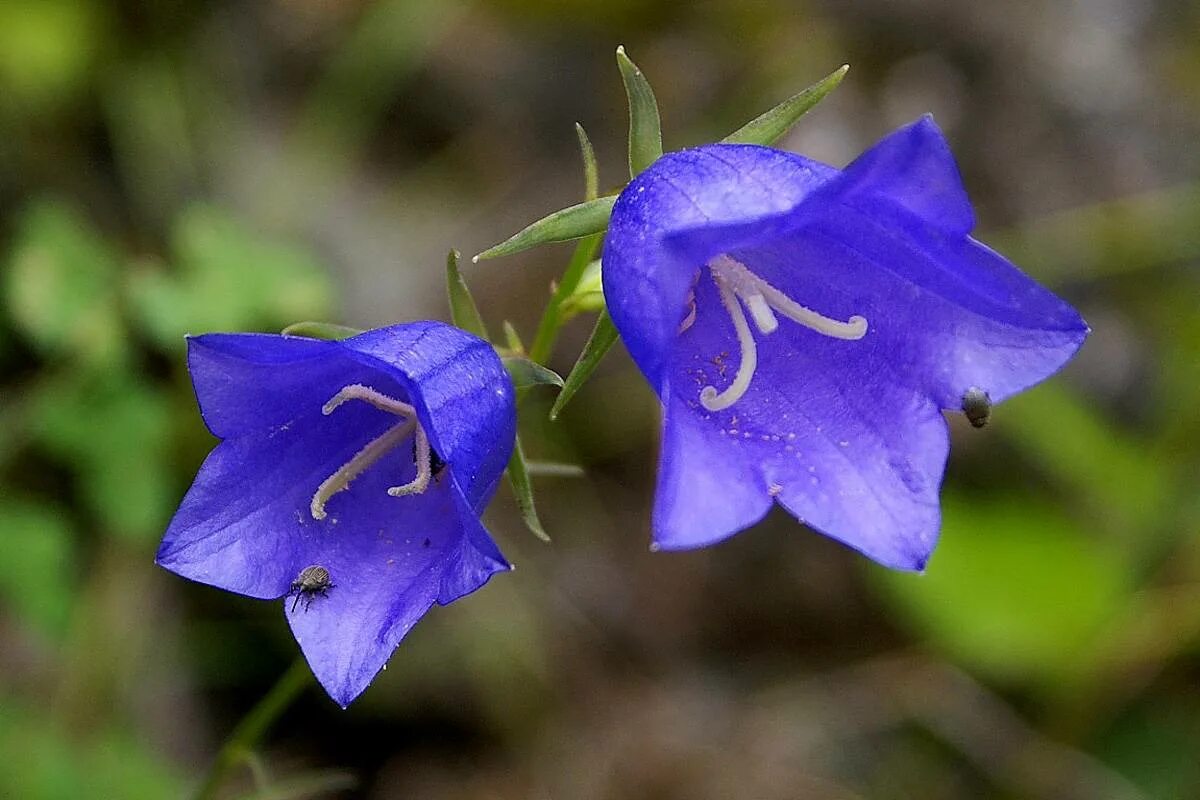 Колокольчик персиколистный (Campanula persicifolia). Колокольчик персиколистный (Campanula persicifolia l.). Колокольчик персиколитсный Блю. Кампанула синий колокольчик. Колокольчик посадка и уход в открытом