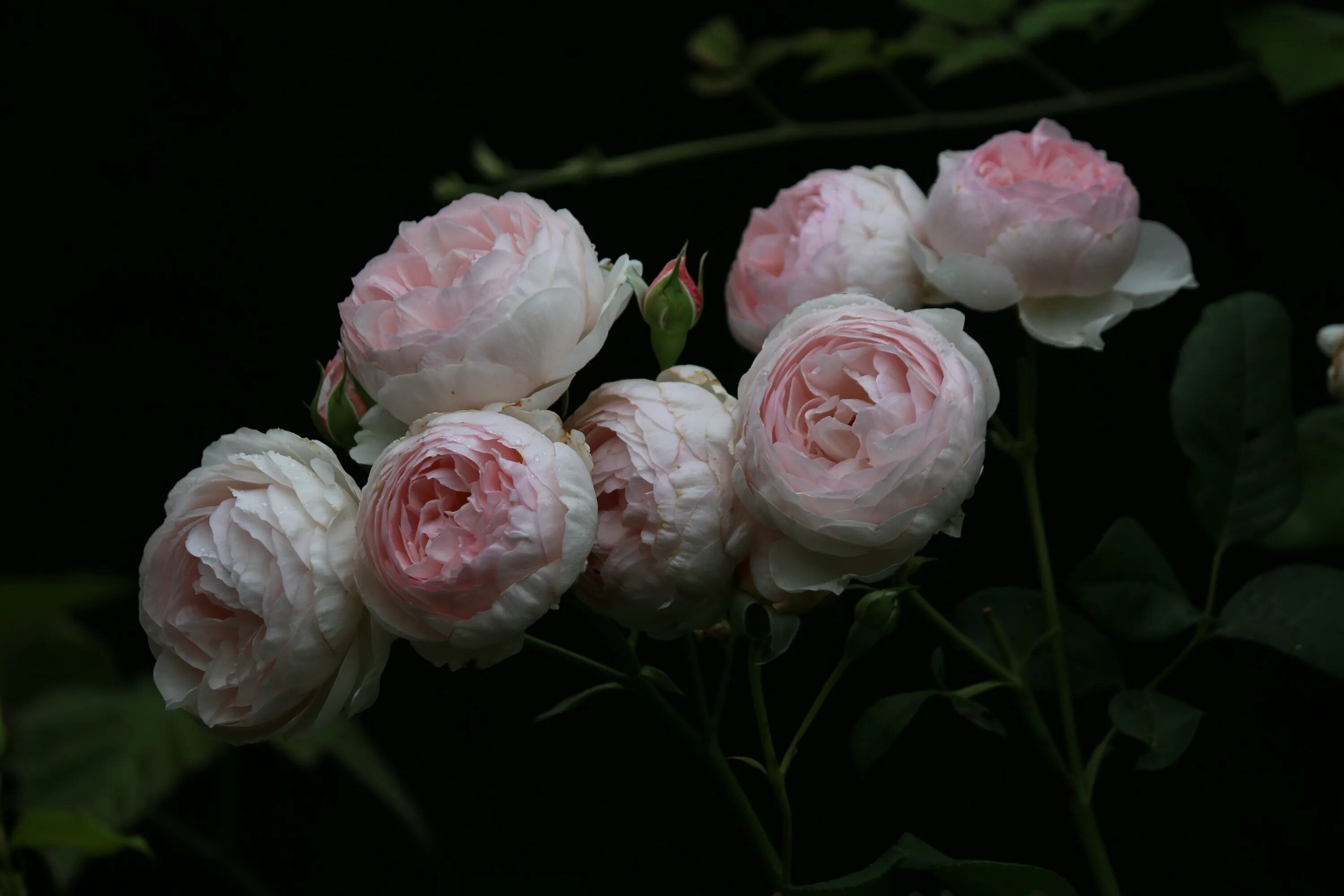Бутон пионовидной розы. Розы бел пионы