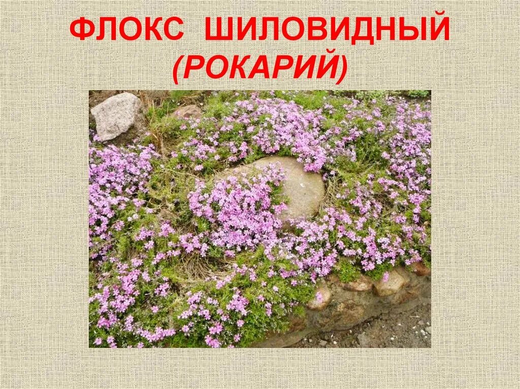 Интернет магазин флоксов шиловидных