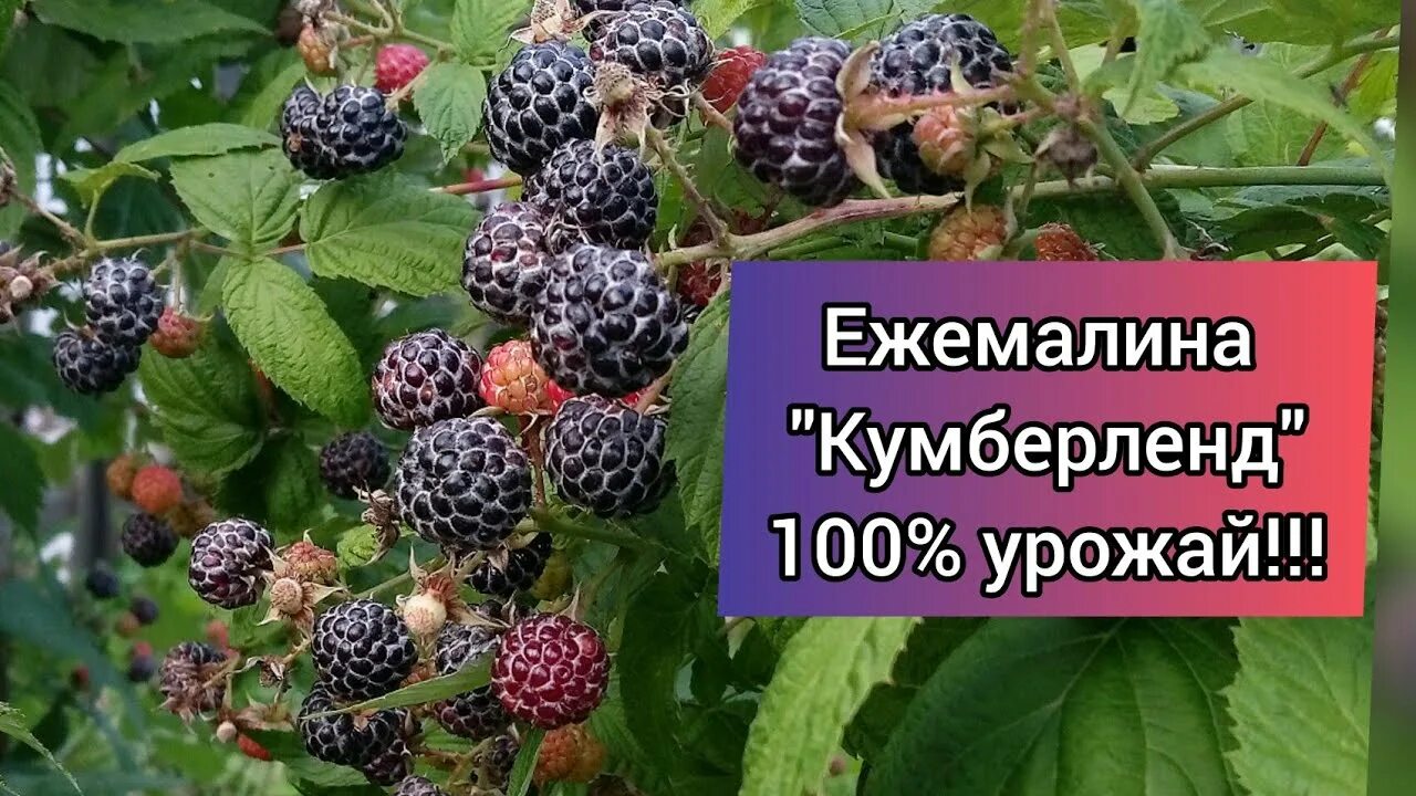 Малина кумберленд описание сорта фото отзывы. Ежемалина черная Кумберленд. Ежемалина Кумберленд куст. Кумберленд сорт черной малины. Ежевика Кумберленд.