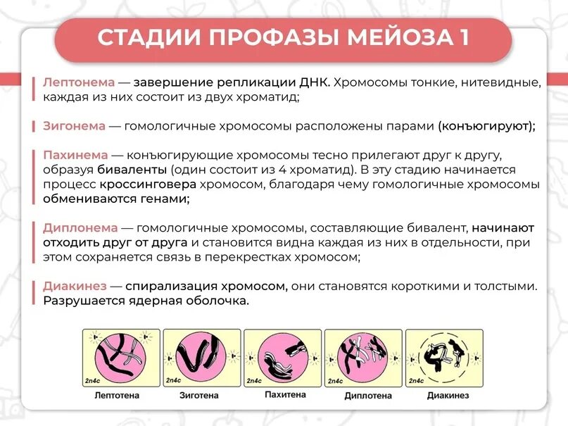 В профазе мейоза 1 происходят процессы. Стадии профазы 1 мейоза 1. Мейоз лептотена зиготена пахитена диплотена диакинез таблица. Мейоз профаза 1 лептотена. Стадии профазы 1 мейоза зиготена таблица.