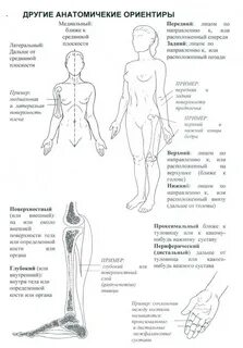 Боковой поверхности туловище