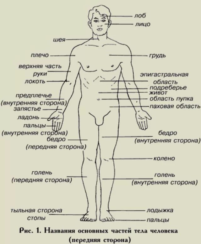 Где находится картинки. Анатомические названия частей тела. Наименование частей тела человека схема. Строение человека внешние части тела подписаны. Анатомия человека название частей тела наружных.