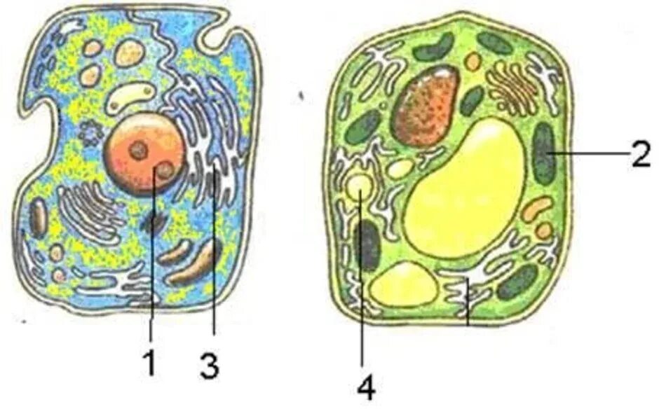 Структура растительной клетки рис 1. Строение растительной и животной клетки без подписей. Органоиды клетки растений. Органоиды растительной клетки рисунок. Рисунок растительной клетки с обозначениями 6