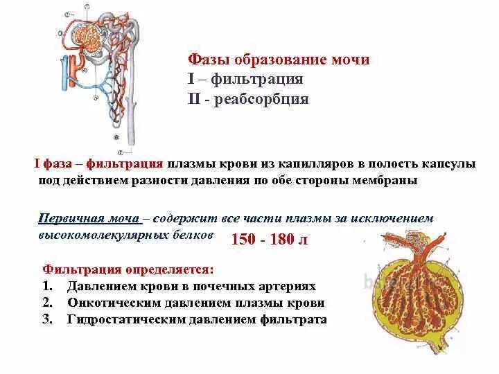 Процесс мочеобразования таблица 1 фаза 2 фаза. Фаза фильтрации мочи происходит в. Схема образования первичной и вторичной мочи. Образование мочи 1 фаза 2 фаза. Первичный этап фильтрации крови