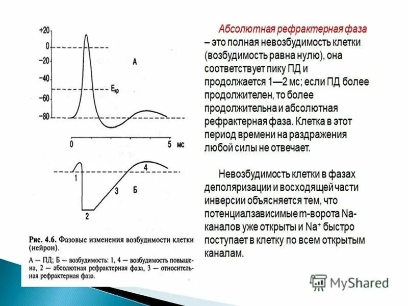 Рефрактерность физиология