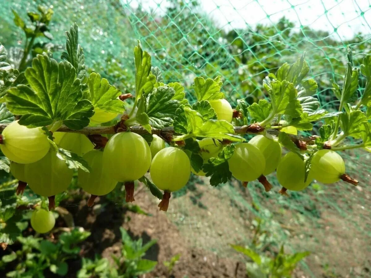 Крыжовник бесшипный Янтарный. Крыжовник (ribes grossularia `Командор`). Крыжовник бесшипный медовый. Крыжовник Хиннонмаки Грин. Крыжовник какое растение