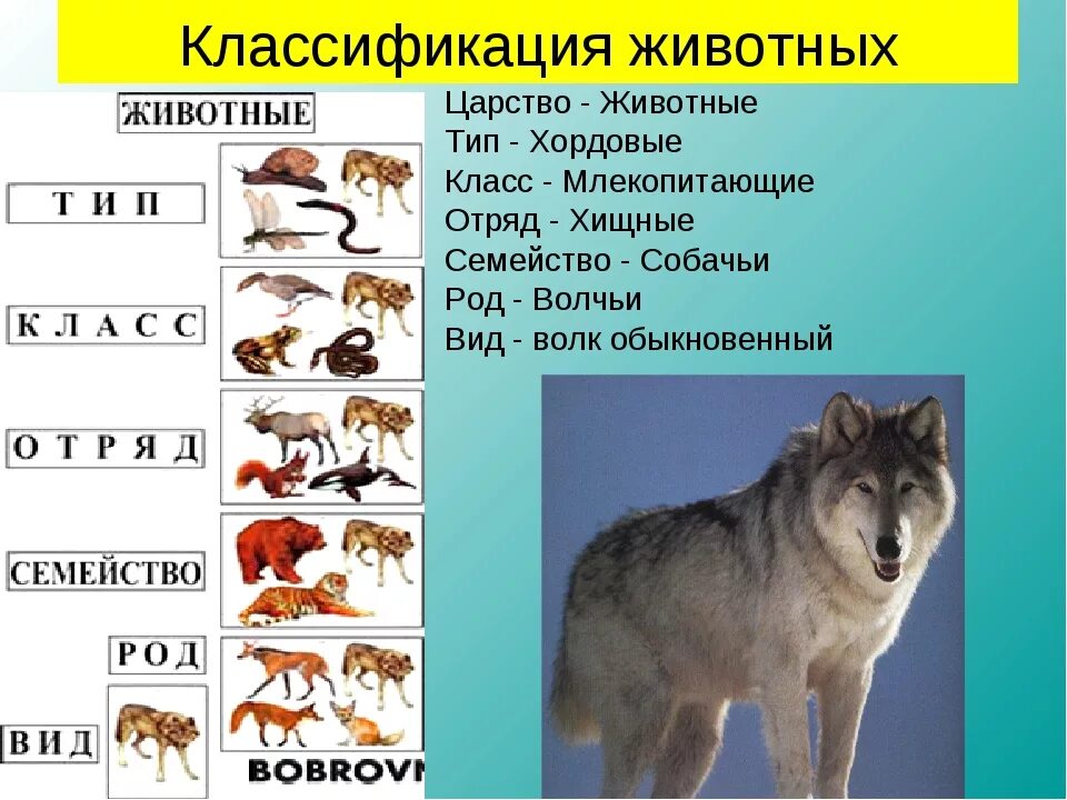 Какие бывают млекопитающие