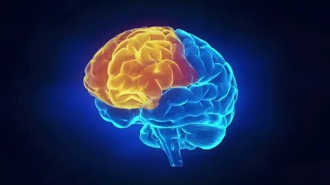 Brain but