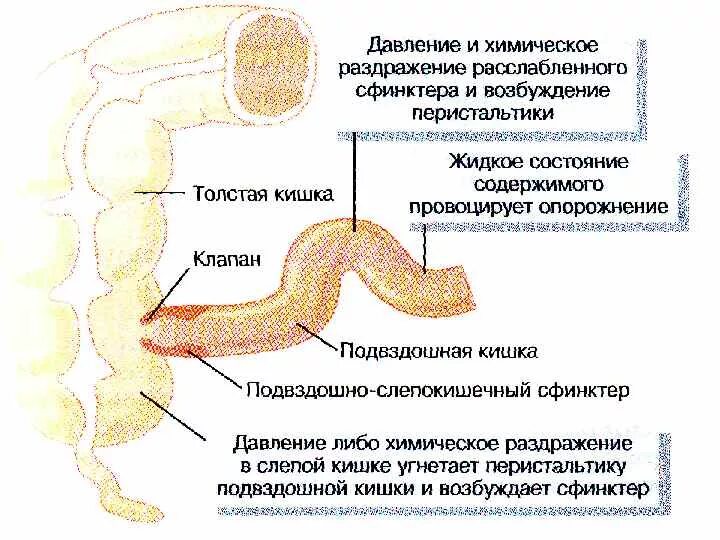 Сфинктеры тонкого кишечника. Толстая кишка сфинктеры. Сфинктеры пищеварительной системы функции.