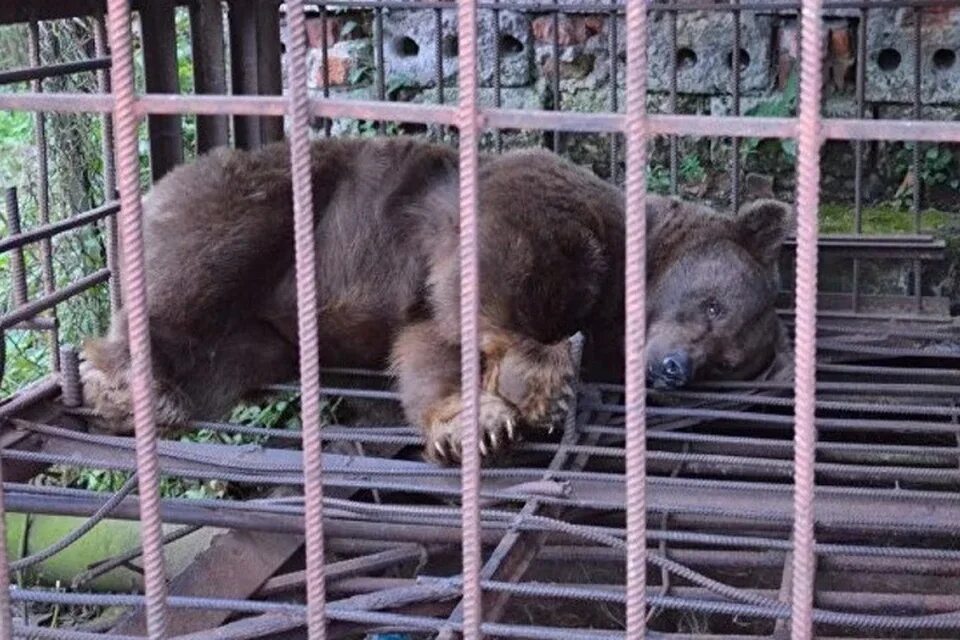 Содержать в неволе