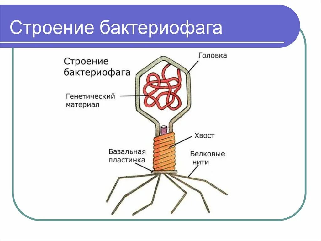 Строение вирусов и бактерий. Строение бактериофага микробиология. строение бактерии фага. структура бактериофага микробиология. строение фагов микробиология.