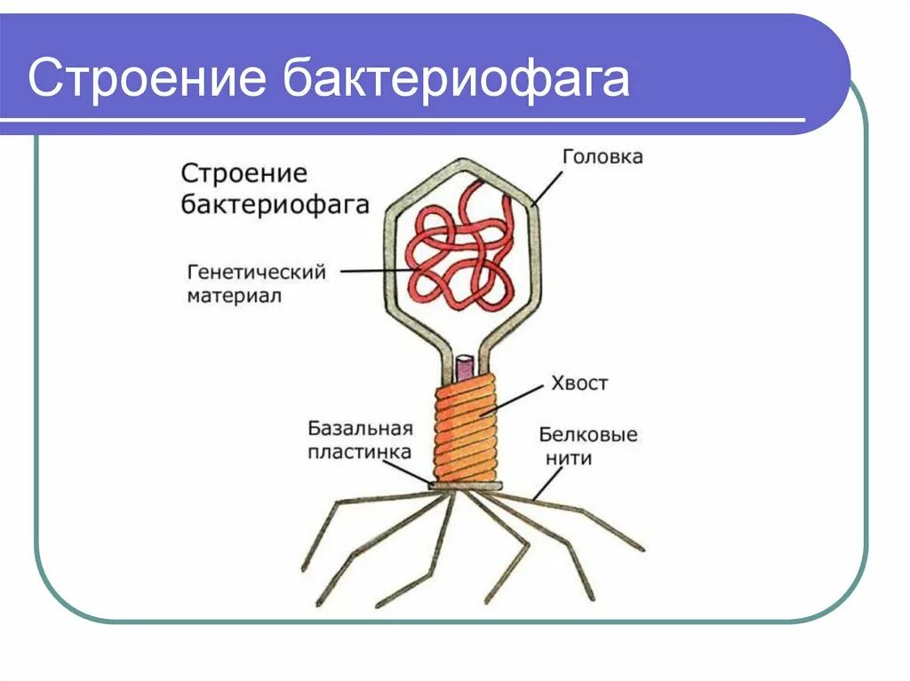 Бактериофагия