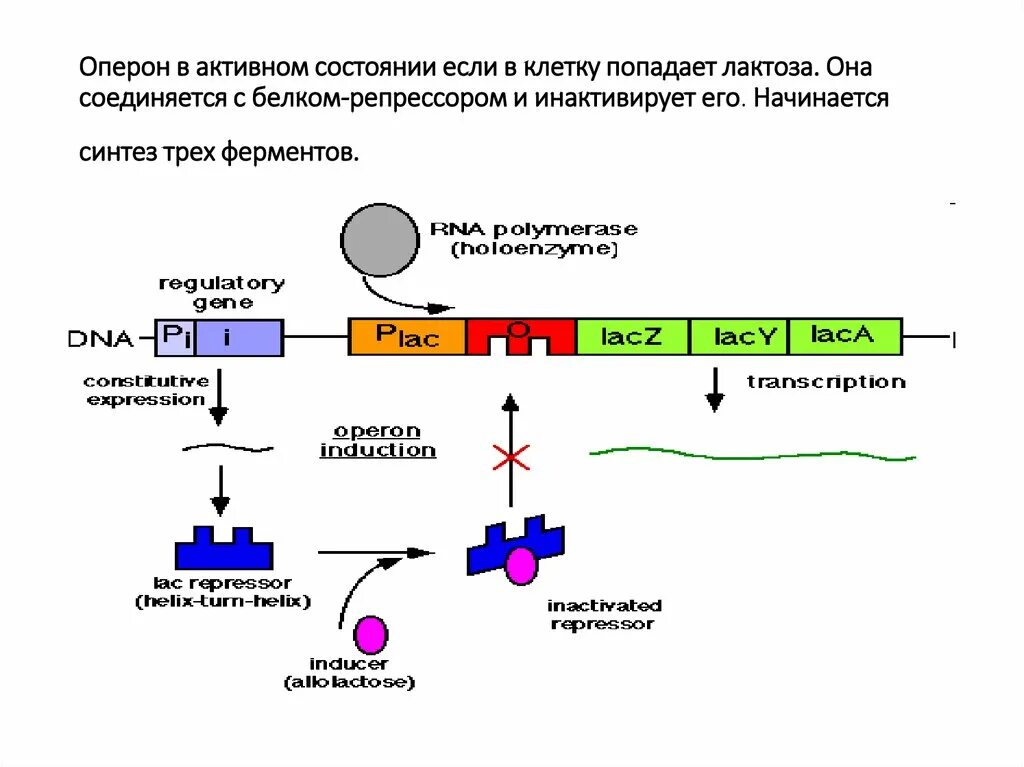 Строение оперона бактерий. Схема строения лактозного оперона. Структура оперона бактерий. Структура лак оперона.
