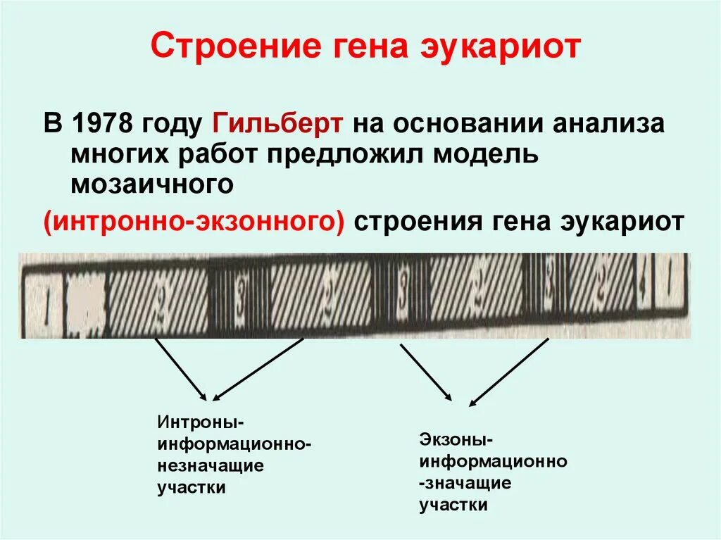 Участки структурного гена. Строение Гена. Схема строения Гена эукариот. Строение транскриптона. Структура генов.