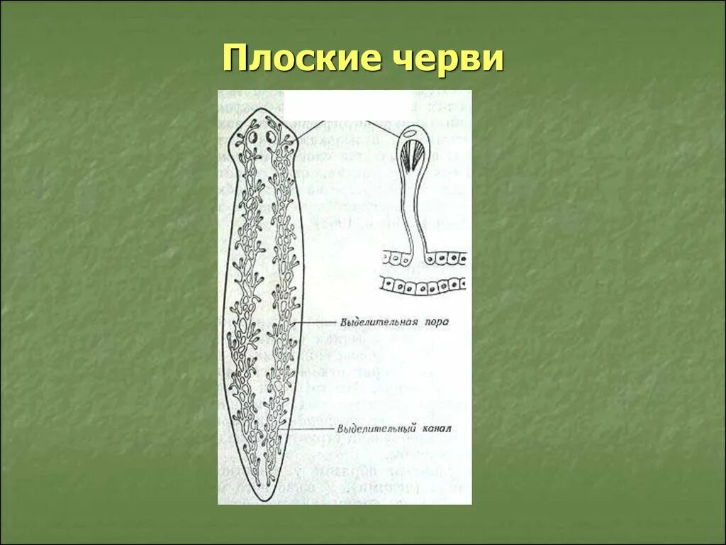 Выделение биология 6 класс кратко. Протонефридии и метанефридии. Выделительная система плоских червей рисунок. Выделительная система плоских червей. Выделение плоских червей.