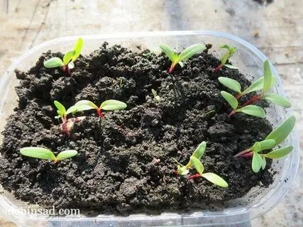 Сколько дней всходит свекла из семян