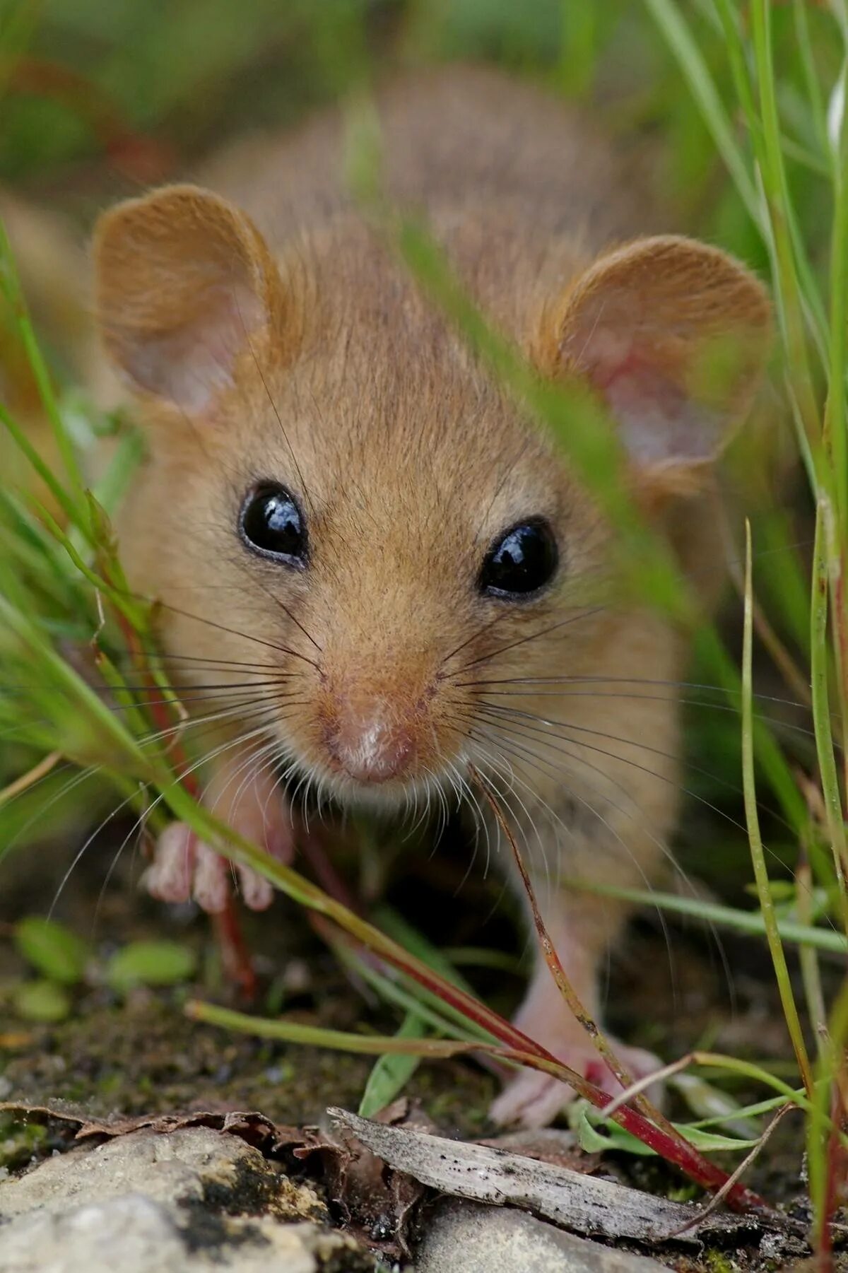 Желтогорлая мышь. Лесная мышь (Apodemus sylvaticus). Лесная мышь животное