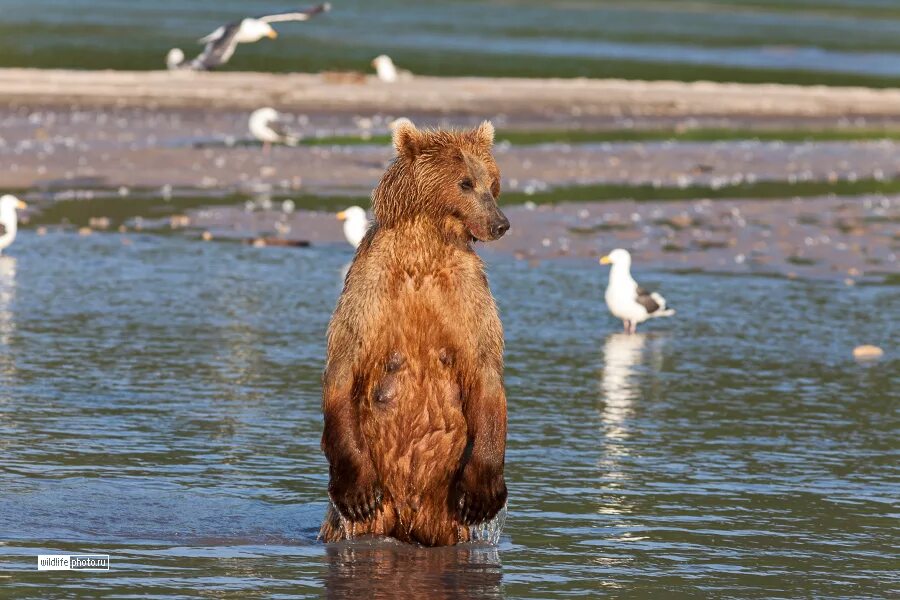 Сочинение по фотографии камчатский бурый медведь 5. Камчатский бурый медведь 5 класс. Опишите Камчатского бурого медведя. Опиши Камчатского бурого медведя. Камчатский бурый медведь картина 5 класс.