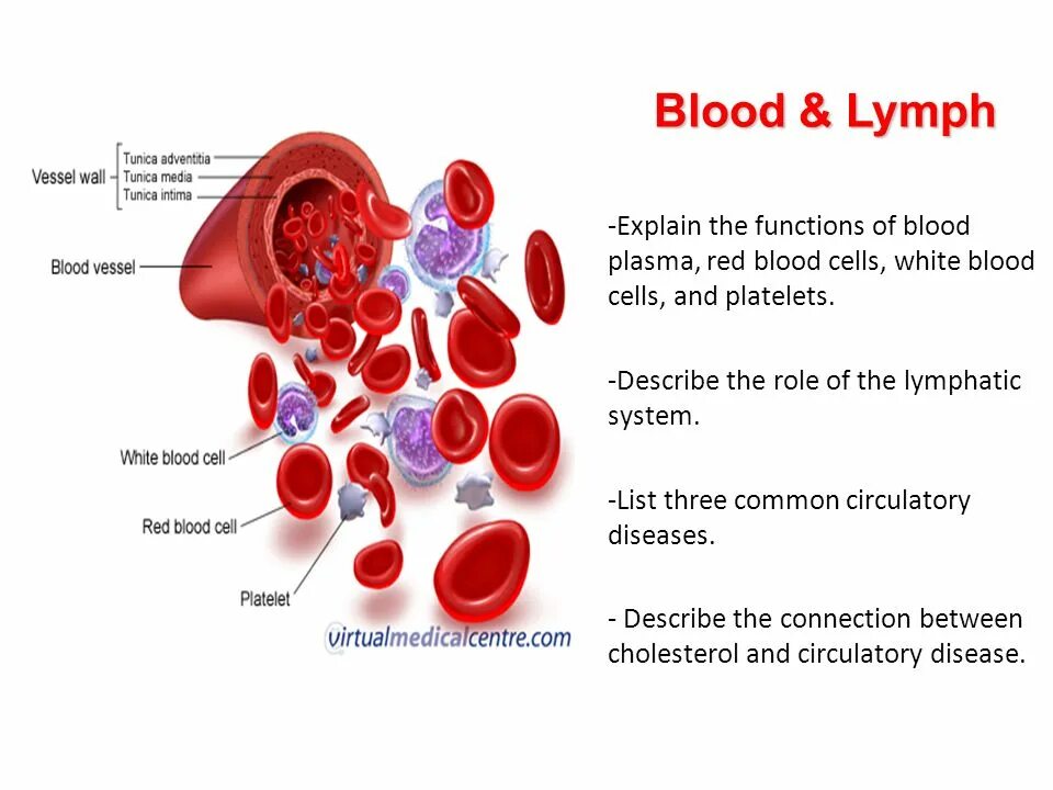 Functions of Blood. КУВ Blood Cells and White Blood Cells. Blood consist. Blood Fluid.