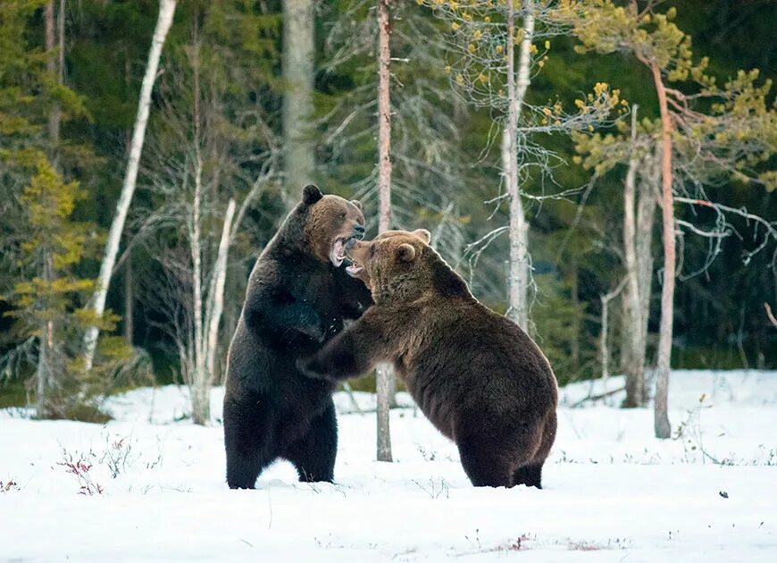 фотовыставка дикой природы. камчатка медведи и тигры. горная шория животные. фотовыставка первозданная россия. фотоконкурс природа россии.