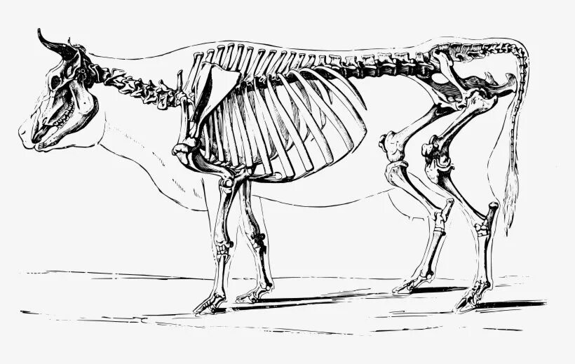Скелет парнокопытных. Скелет коровы сбоку. Анатомия парнокопытных животных. Бык сбоку скелет. Система парнокопытных