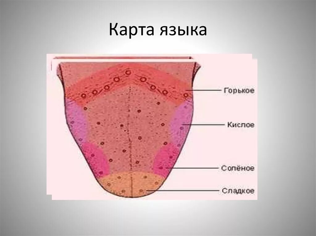 Части языка