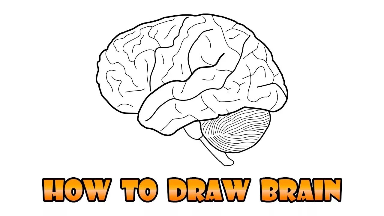 Brain only. Мозг человека раскраска. Головной мозг раскраска. Мозг раскраска для детей. Мозг рисунок.