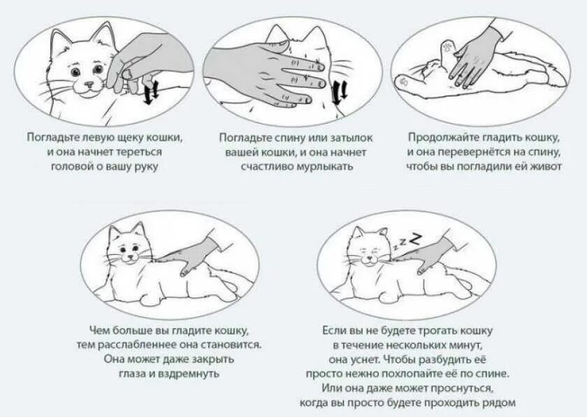 Почему кошки когда их гладишь. Почему кошки мурличать. почему кот мурлыкает. попочему кошка мурлыкает. почему коты мурлыкают.