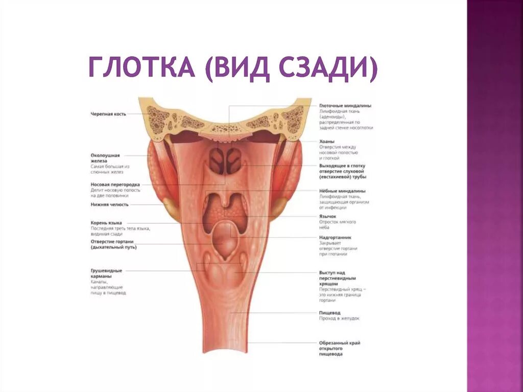 Строение стенки глотки анатомия оболочки. Глотка строение анатомия латинский.
