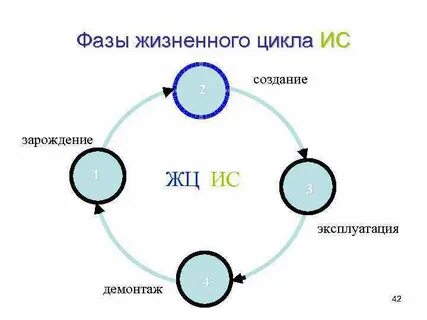 Жизненный цикл разработки ис