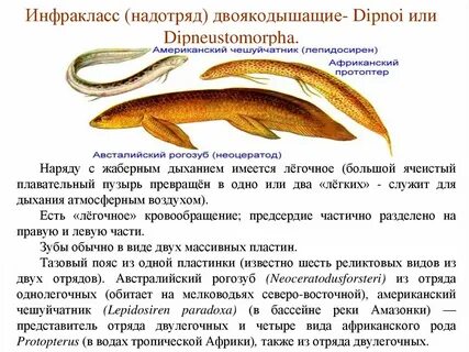 Двоякодышащие рыбы виды