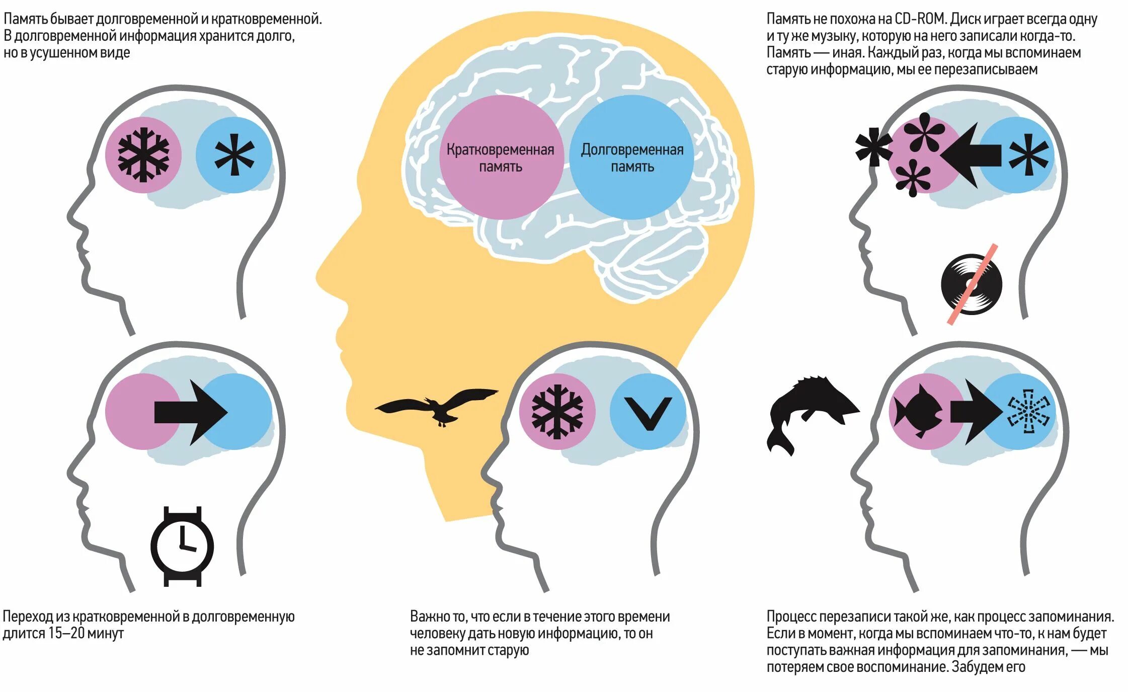 Память функция мозга. Кратковременная долговременная и Оперативная память. Краткофременнаяпамять. Кратковременная память в мозге. Оперативная и долговременная память человека.