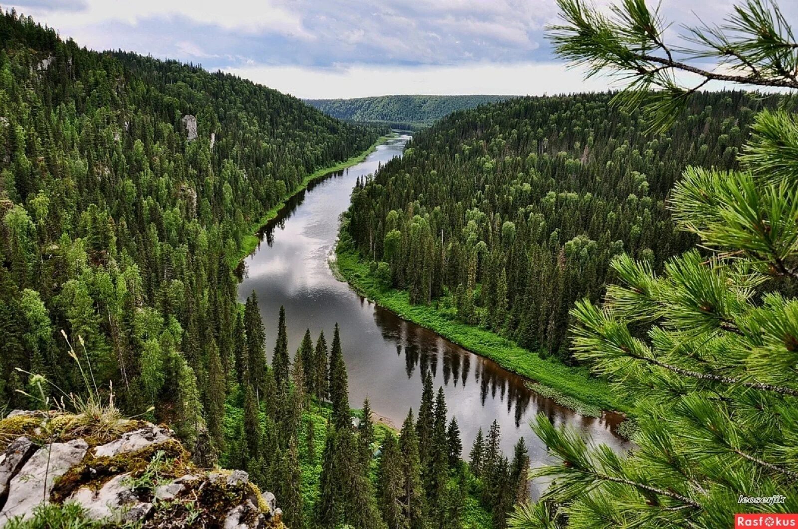 Пермский край находится в зоне. Река Березовая Пермский край. Тайга-лес Пермь. Пермский край леса Тайга. Река Березовая Пермский край Варыш.