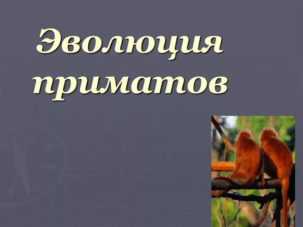 Эволюция приматов. Эволюция приматов презентация.