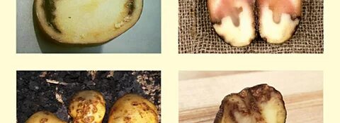 Экспериментатор произвел закладку клубней картофеля