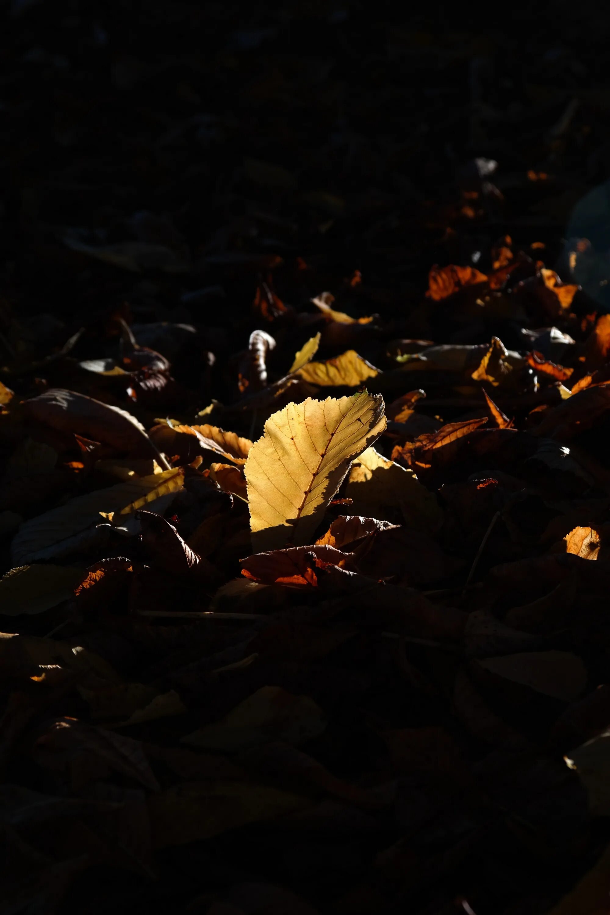 Ночью по листьям стучал беспрерывно. Осенние листья ночью. Осенние цветы ночью. Листва ночью. Осень листья ночь.