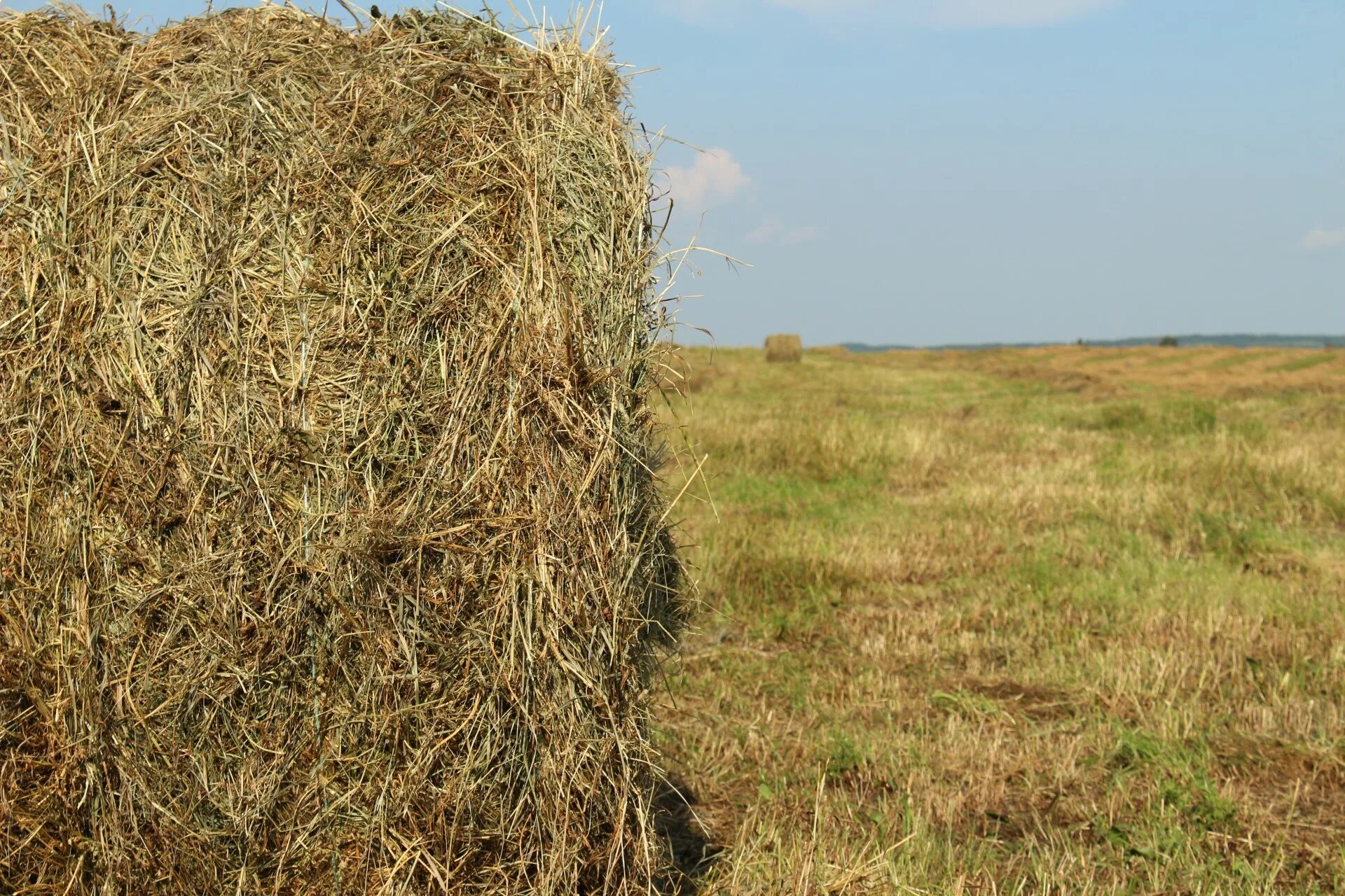 Овес на сено. Тюки люцерны Bale. Сено в квадратных тюках. Тюки овса. Сено в тюках овес.