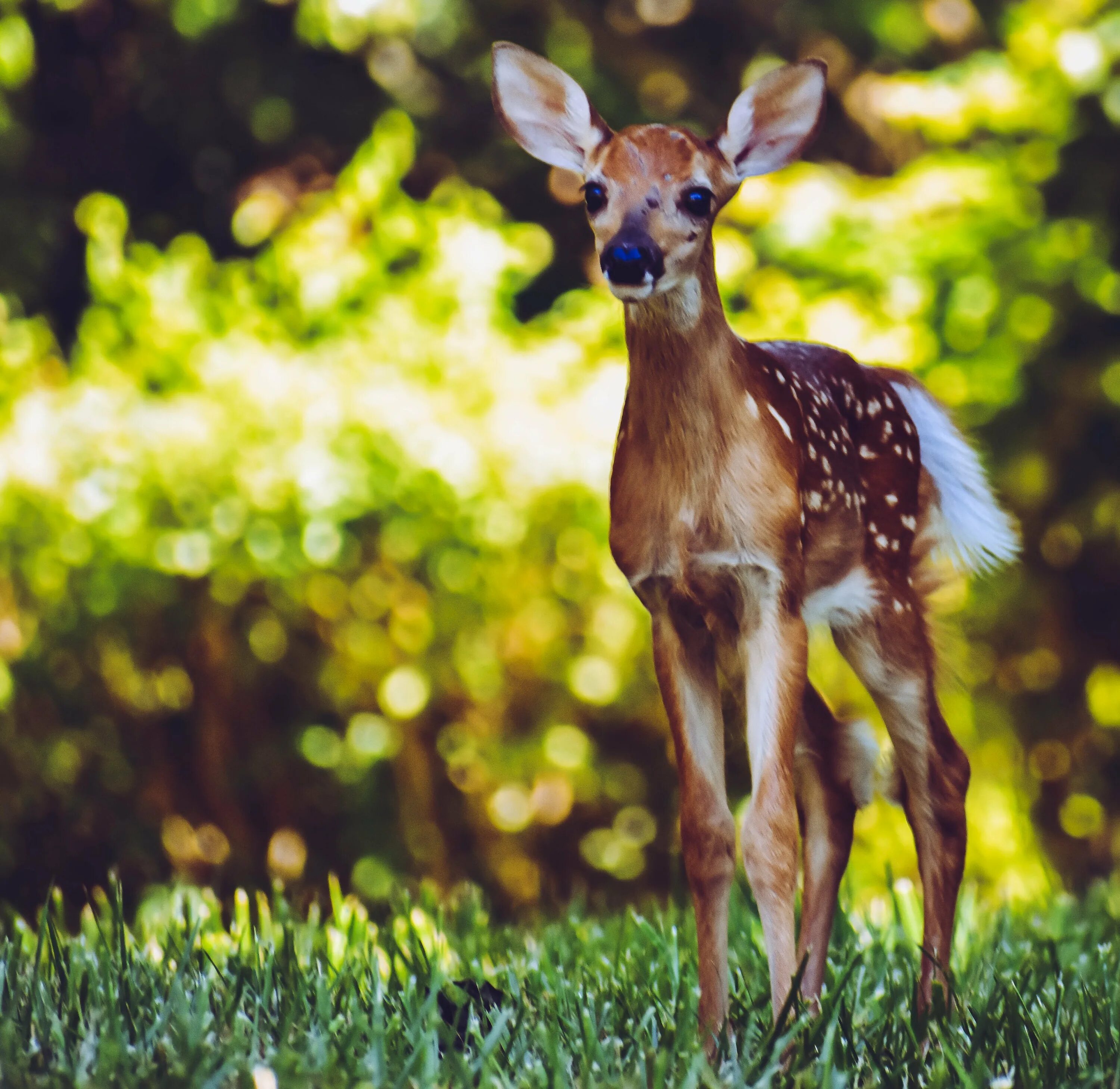 олень олениха олененок оленята. какой олененок. косули пятнистые олени. белохвостый олень. красивый олененок.