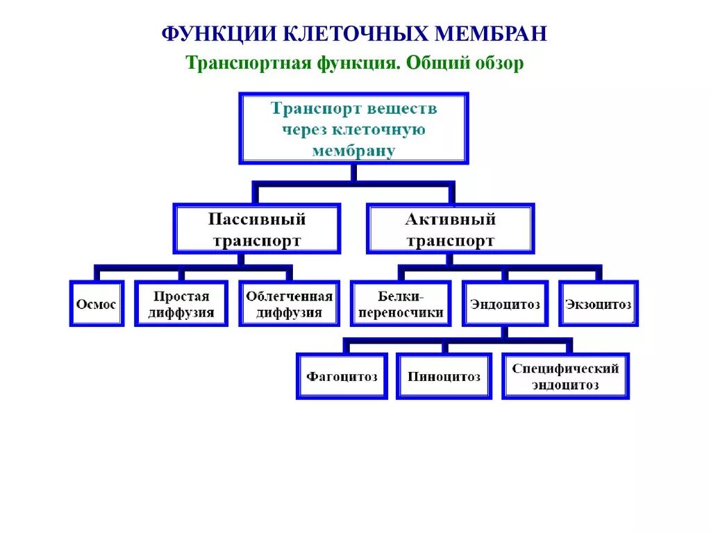 Функциональная организация клетки. Транспортная функция мембраны клетки. Транспортная функция клеточной мембраны. Структурно-функциональная организация клетки. Функции мембран транспортная функция.