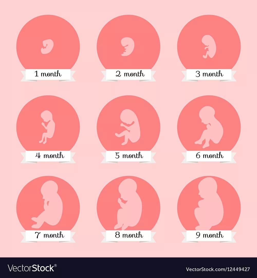 Возраст первой беременности. Развитие эмбриона по неделям. Разбитое эмбриона по неделям. Стадии беременности. Этапы развития зародыша человека по неделям.