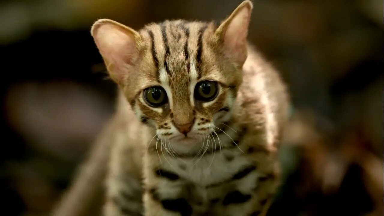 Сингапура порода кошек. Prionailurus rubiginosus. Сингапурская кошка котята. Рыжая пятнистая кошка prionailurus rubiginosus. Prionailurus rubiginosus.